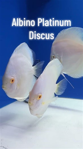 Albino Platinum Discus
