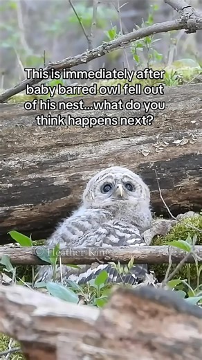 This is where the baby Barred Owl landed after he attempted, leaving the nest and fell. You can see that in the video before this one. His eyes are full of wonder look at how fluffy he is. You have to realize he spent his entire life inside of a tree. This is his first moment on the Earth literally. It is so incredibly important to give the baby space, please do not attempt to pick it up or self rescue it or a pet it. Baby Barred Owls most of the time their flight feathers haven’t grown in yet s