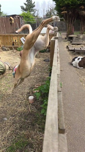 Lurcher Jumping #farmlife#rescue #lurcher #dogs #sanctuary #love #jumpingsong #rescuedog #rescue