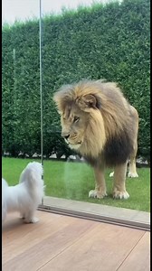 165K views · 1.5K reactions | Dog Meets Lion: A Glassy Encounter What does a dog do when it sees a lion? Generated using Kling AI . . . (For entertainment purposes only. Consult professionals if guidance on activities is presented. No brand affiliation is implied if any are shown. If inspired by true events, creative adaptations may be included. Content may include public footage.) | Fabiosa UK | Facebook