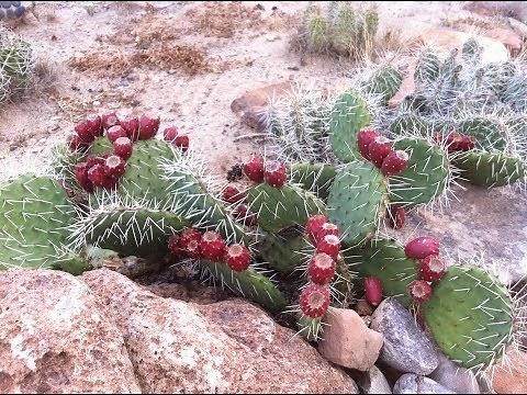How to Make Prickly Pear Syrup
