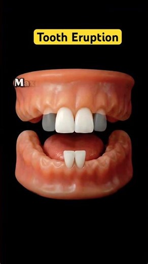 Permanent Teeth Eruption Sequence🦷📈