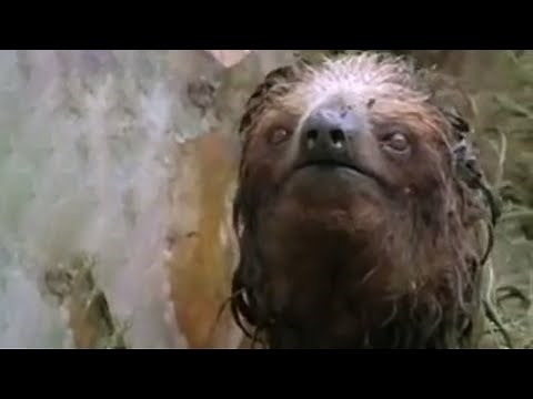 What Really Killed the Sloth? Part 1 | Amazon Assassin | BBC Studios