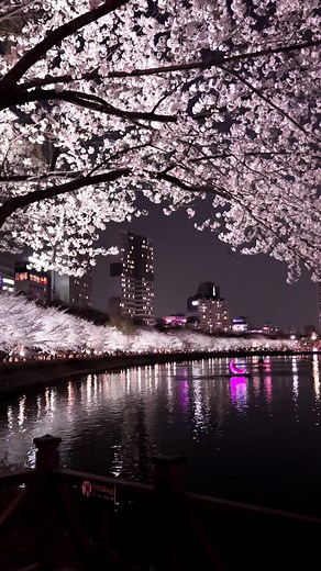 Seokchon Lake Cherry Blossom Aesthetic Video in South Korea