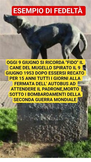 Fido simbolo di fedeltà