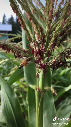 Bees pollinating wild corn flowers #pollination #pollinatorsareimportant #pollinatormeditations #slowmotion #peaceful #bees #honeybee #permaculturevibes