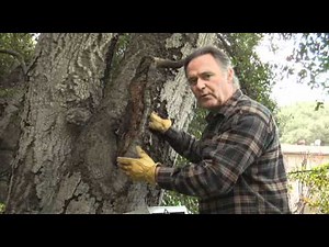 Removing Old Structures to Heal a Tree - Prune Like a Pro