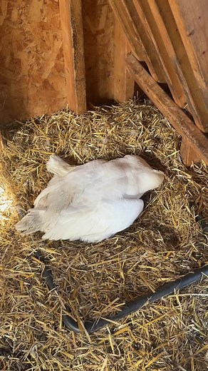 Meet Benny: The Rescue Goose Who's Always 'Dead' | Benny The Goose