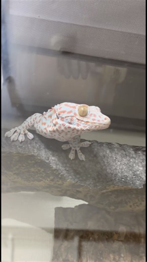 トッケイの鳴き声聞き比べ📣 #爬虫類 #爬虫類動画 #reptiles #爬虫類のいる生活 #トッケイ #トッケイヤモリ #gecko #爬虫類shorts #爬虫類youtuber