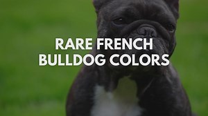 Rare French Bulldog Colors: Which One Is The Rarest?