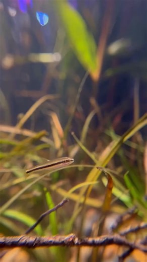 Wild aquarium at home kaylas tells how she created a real biotope 🌿 𝑨qu𝑨riu𝘔 👇 my first true biotope. all plants, gravel, and botanicals i gathered from a local creek. the fish are baby ozark minnows (or maybe some kind of shiner?) also from the same creek. this was so much fun to do. if everything goes well my next project will be a bigger north american biotope 😬🤞🏽 advice from anyone who has experience is appreciated • . 🎥 kaylas_tanks https://www.instagram.com/kaylas_tanks/?g=5 | Aqu