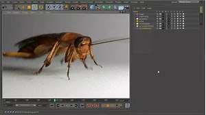 american cockroach 3d model for Cinema 4D