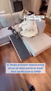 22K views · 552 reactions | 3 reasons a ramp is a good idea for your Dachshund: help prevent jumping injuries can lesser their likelihood of getting IVDD  they make for a fun obstacle  Click the link to check out our favorite ramp! ➡️ https://alpha.fan/3cpMYKW credit: @sonicthesausage @schmoozingroo @nikko_leila_theweiners, @poppyandpearly | Sausage Dog Central | Facebook