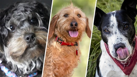 The American Kennel Club adds 3 more dog breeds