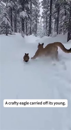 Eagle Steals Cougar's Cub in Dramatic Encounter