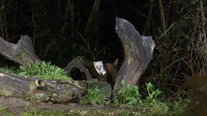 Beech marten in search of food on a dead tree stump and jumps off, at night Premium Stock Video Footage