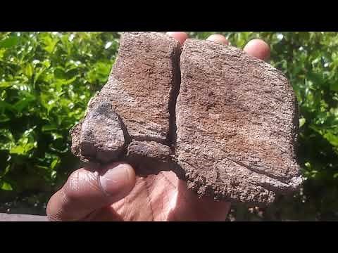 How to tell the difference between fossil bone and a regular rock
