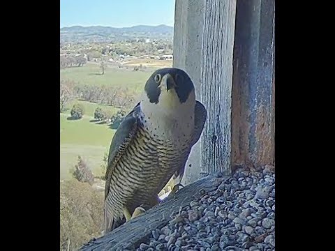 FalconCam 2025 10 10 Strange falcon visits box
