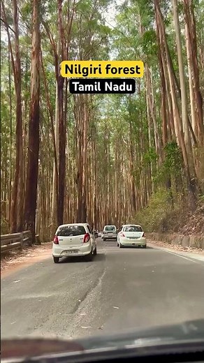 Nilgiri forest | Nilgiri hills | Western Ghats | Tamil Nadu #incredibleindia #forest #tamilnadu