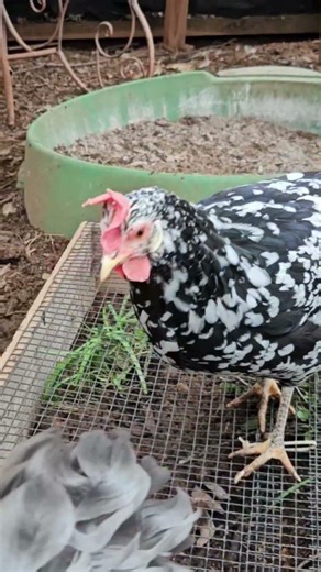 chicken run planting. #chicken #backyardchickens #ancona #plants #spring
