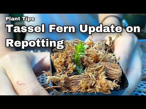 Tassel Ferns - Update on Propagation (Repotting) Ep 66