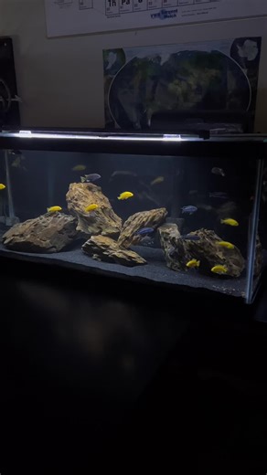 Exploring the Colorful Mbuna Cichlid Tank