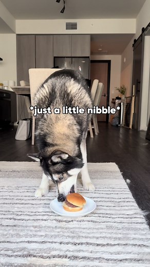 Blue Titan and Maverick Watch My Burger!