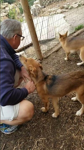 I Helped Rescue Dingos in Australia