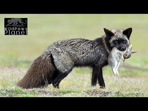 Silver Foxes: Unveiling Nature's Majestic Elegance