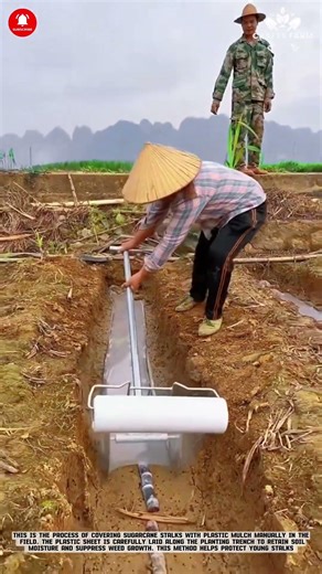 Sugarcane Mulching: Manual Plastic Covering in Planting Trenches