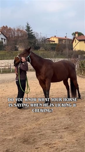 🇮🇹Claudia Monaci, CEBC & Horsemanship Coach | I can’t even count how many times I’ve heard someone say that a horse who licks and chews is “thinking,” “submitting,” or “learning”.... | Instagram