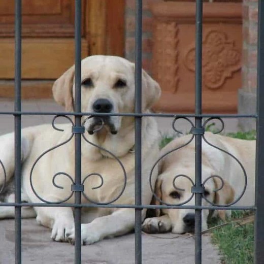 How Long Can Labradors Be Left Alone? Tips for Happy, Independent Labs