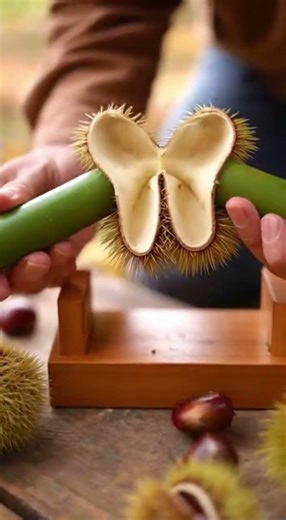 BAMBOO PRESS 😲 opening chestnuts with bamboo! Watch the magic unfold #bamboohacks #chestnuts #DIY