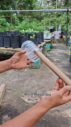 Cara sederhana membuat sapu lidi untuk membersihkan kebun #ideas #gardening #shorts