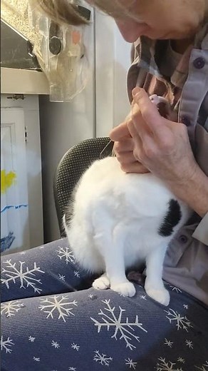 Giving Gabapentin to my cat for the first time ( for pain from stomatitis)
