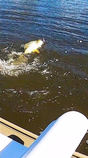 Big River Jack Crevalle Kicks Old Man's Butt #fishing #jackcrevalle #saltwaterfishing #brackish