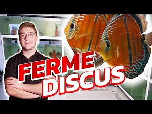 40 AQUARIUMS DE REPRODUCTION DE DISCUS SAUVAGE (Santarem discus plus)