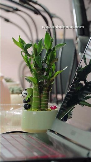 Cây cảnh Mini để bàn ở Hà Nội