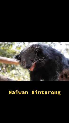 Discover the Fascinating World of Binturongs