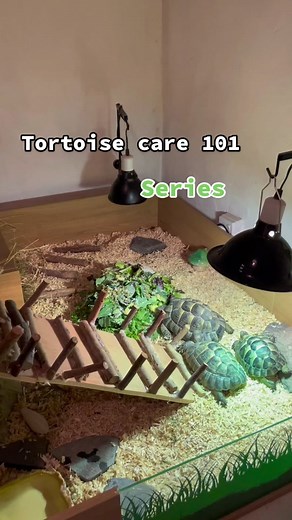 Tortoise Diet Essentials: What to Feed Your Pet Tortoise