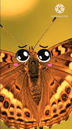 Purple Emperor Butterfly Fact!!! Nature's Royalty!