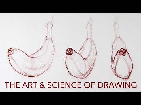 The Art & Science of Drawing: Contours Class