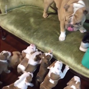 This bulldog just wants a break from all her puppies 😂😂 | LADbible