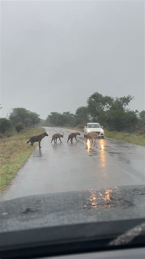 Pack of Hyenas Crossing the Rainy Road in Kruger National Park | Animals Around The Globe