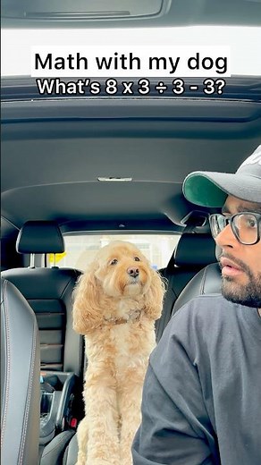 Mini Cockapoo Thinks Hard About This Math Question Before Answering 😳