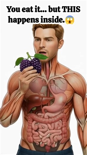 What REALLY Happens When You Eat Mulberries? 😱 | 3D Digestion Animation. #MulberryDigestion #Health