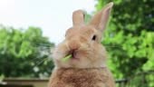 Rufus Rabbit, a domestic house bunny rabbit, eats a green grape next...