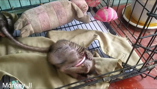 Monkey Ji 凭着磕头功 在善人比尔手上混过一次又一次心眼真是多