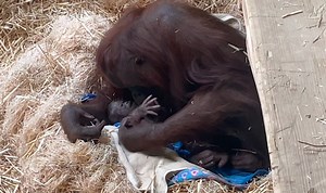 Oregon Zoo welcomes new Bornean orangutan baby