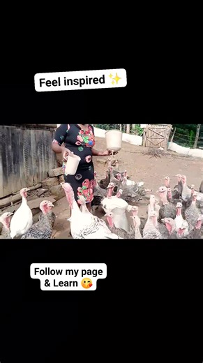 59K views · 1.2K reactions | Thinking of starting turkey farming? 旅 It’s profitable, simple to manage, and turkeys grow fast! Just give them clean housing, good feed, and proper care — and you’re in business. #turkeyfarm #TurkeyFarming #farming | Mkulima Wa Turkey | Facebook